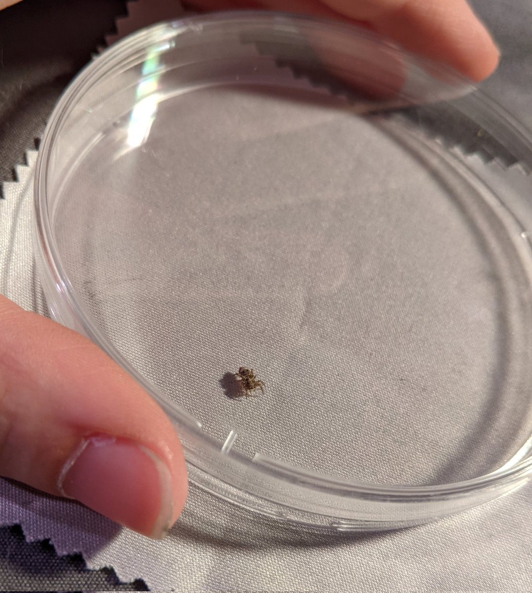 lesbomaticnb's tweet photo. cw /// spiders !

hi friends im never active anymore but i caught some lil jumping spiders while working today and i wanna show them off somewhere since all of my friends hate the concept lol

(focus isnt great i was using a macro lens on Moving Objects) https://t.co/Kyvh6K63C2