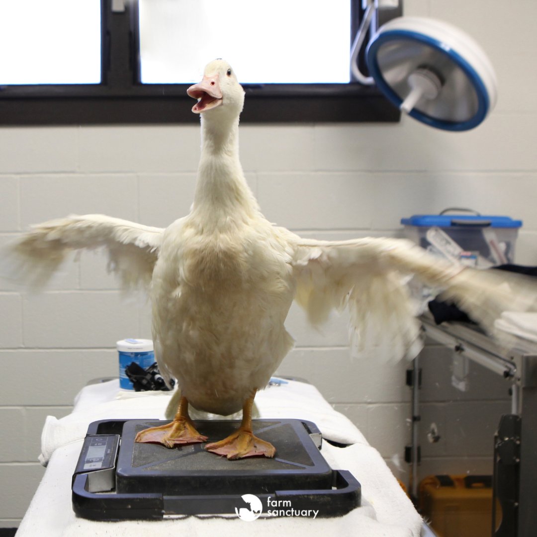 Johanna McConnell on Twitter "RT FarmSanctuary VICTORY! Rhode Island