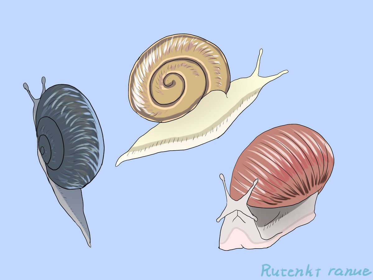 rutenkt's tweet photo. #カタツムリ　#snails https://t.co/NsVEBjGLRF