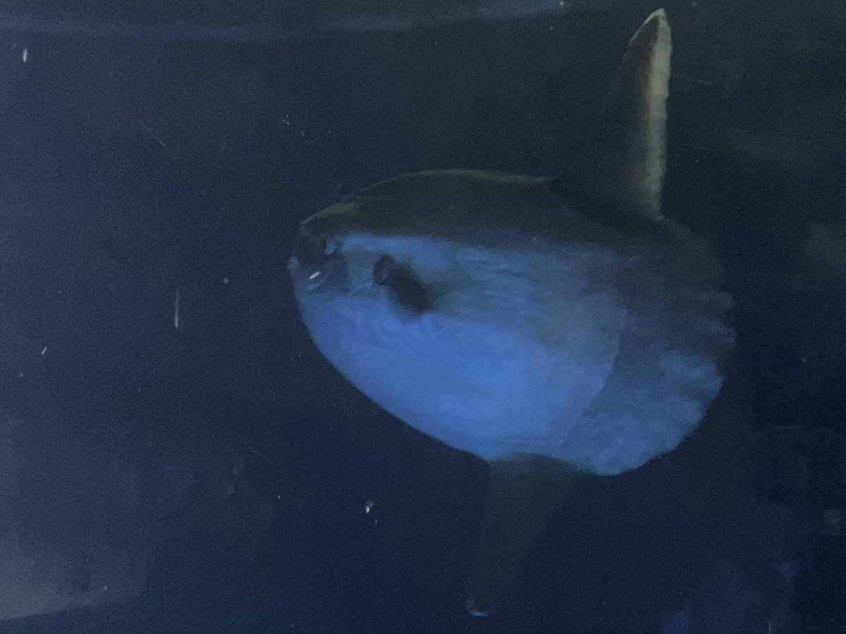 144マンボウ
束の間ンボウ https://t.co/QQnW4atsyH