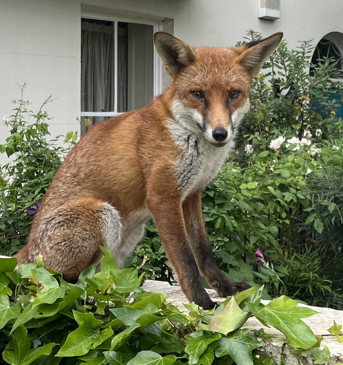 #FoxOfTheDay lovely fox watching the world go by in a London front garden