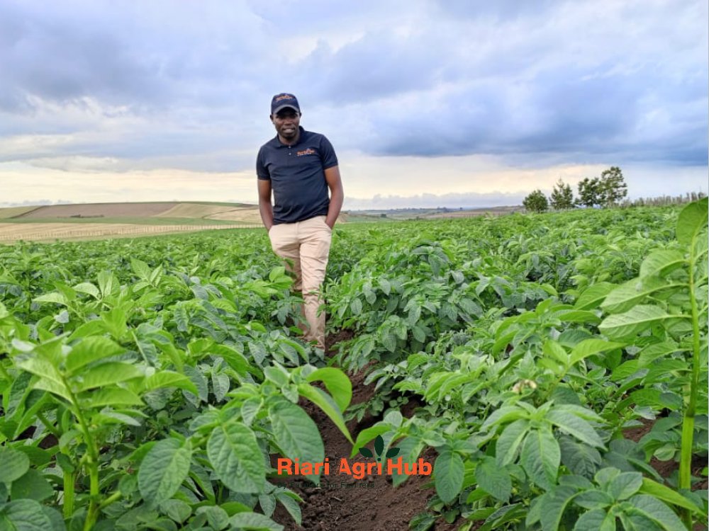 RiariAgriHub's tweet photo. Our appreciation post today is for our Senior Agronomist Mr. Samuel Karanja, who works around the clock to ensure every detail in production has been followed correctly.
Not only in our farms but also on our clients farms. Have you met him? Show your appreciation in the comments. https://t.co/qIf1ZNSGzn
