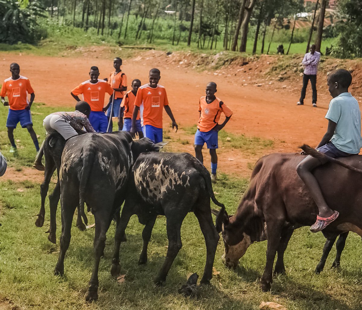 About to start training in Uganda 🇺🇬⚽️ 🐮😃 #playitright #playitvolf at #volfsocceracademy 
#volfsocceracademy #volfsoccer #socceracademy #soccerskills #soccerlife #uganda #ugandasoccer #socceruganda #africa #africansoccer #soccerafrica #soccerpassion #soccerplayer #africannature