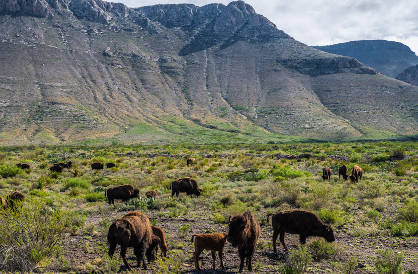 CartaMexico's tweet photo. Logra Cemex primer ciclo de reproducción de bisontes en su reserva natural "El Carmen" en Coahuila:
https://t.co/Asg3pIeAkB
@CEMEXMx 
#elcarmen #coahuila #bisonteamericano #MedioAmbiente #especiesendemicas #naturaleza https://t.co/frCqeCvKEP