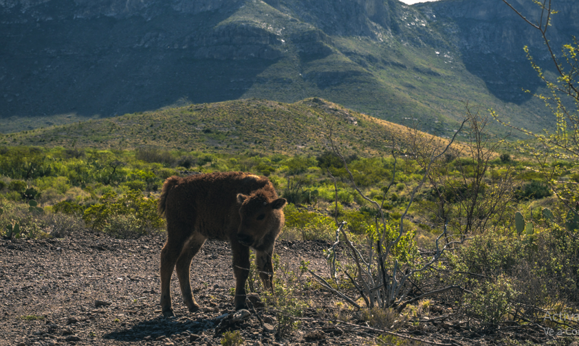 CartaMexico's tweet photo. Logra Cemex primer ciclo de reproducción de bisontes en su reserva natural "El Carmen" en Coahuila:
https://t.co/Asg3pIeAkB
@CEMEXMx 
#elcarmen #coahuila #bisonteamericano #MedioAmbiente #especiesendemicas #naturaleza https://t.co/frCqeCvKEP
