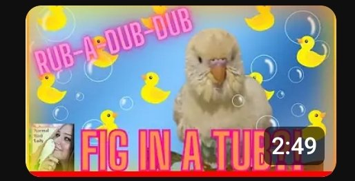 I have a couple new little videos of Fig. The latest one is so cute it hurts, IMHO, 😆. I caught him bathing on camera. It's just too sweet. I hope it brightens your day. YT has been kinda dark lately. ❤️🐦❤️