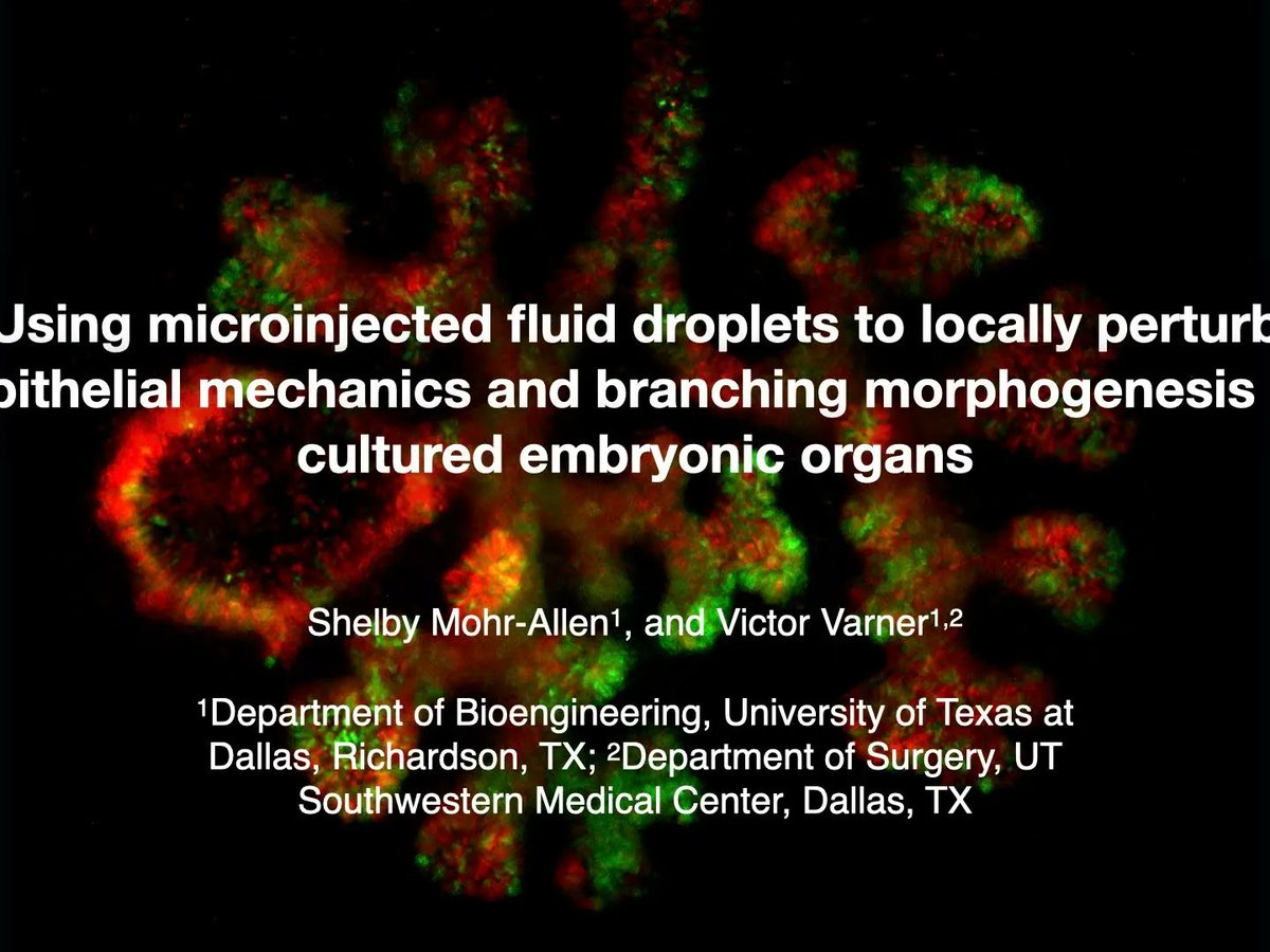LabVarner's tweet image. Shelby Mohr has secured the 1st position while Kara Peak @KaraPeak1, has achieved the runner-up position at the Ph.D. Level Student paper competition held at #SB3C2023 @SB3Corg Congrats to both scientists for their outstanding presentations! @bme_utd @UTDResearch @UT_Dallas