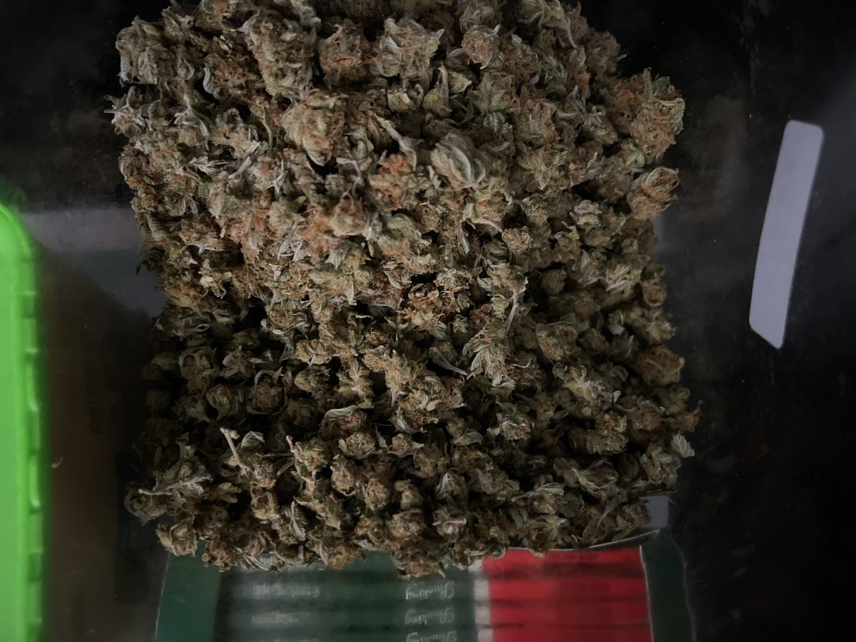 luckydope_69's tweet photo. Critical kush x pineapple skunk the rest from last run🤣 #weed #WeedLovers #420community #420Life #CannabisCommunity #cannabisculture #StonerFam #followme #cannabisgrower https://t.co/kQtUTIIuSk