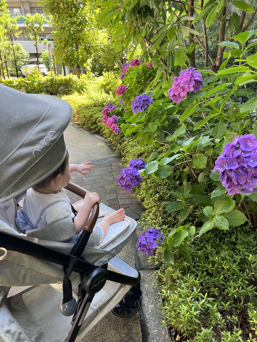 9u7Yu's tweet photo. 紫陽花🌼綺麗でついつい散歩がてら
パシャリしちゃう😆📸✨☂️🐌 https://t.co/N0Ijyg0XM7