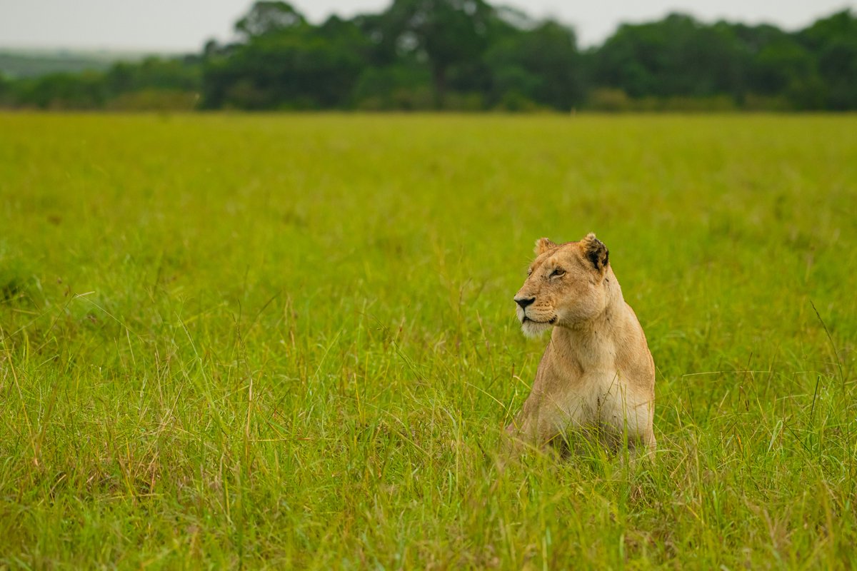 Moody Day | Lioness from Topi Pride | Masai Mara | Kenya
#kenyansafaris #thebigcatsanctuary #wildlife_inspired #animalsofinstagram #conservationphotography #global4nature #magicalkenya #bigcats #wildlifesafari #wildlifeonearth #nature_perfection #wildplanet #bownaankamal