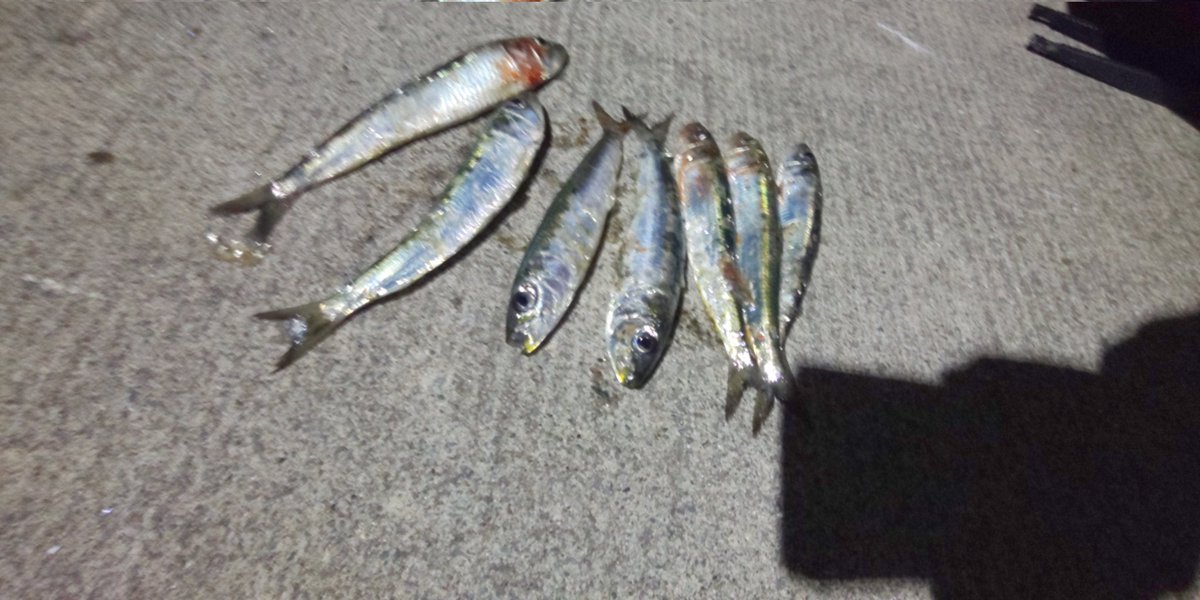 y_n_gm's tweet photo. イワスィ https://t.co/zIraWHMoK8