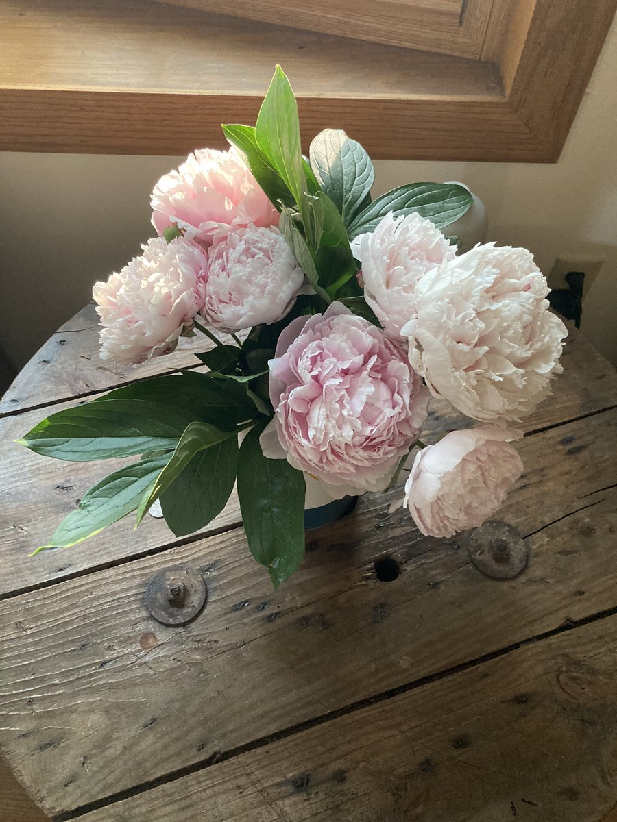 Peonies from my neighbors plant ☺️☺️