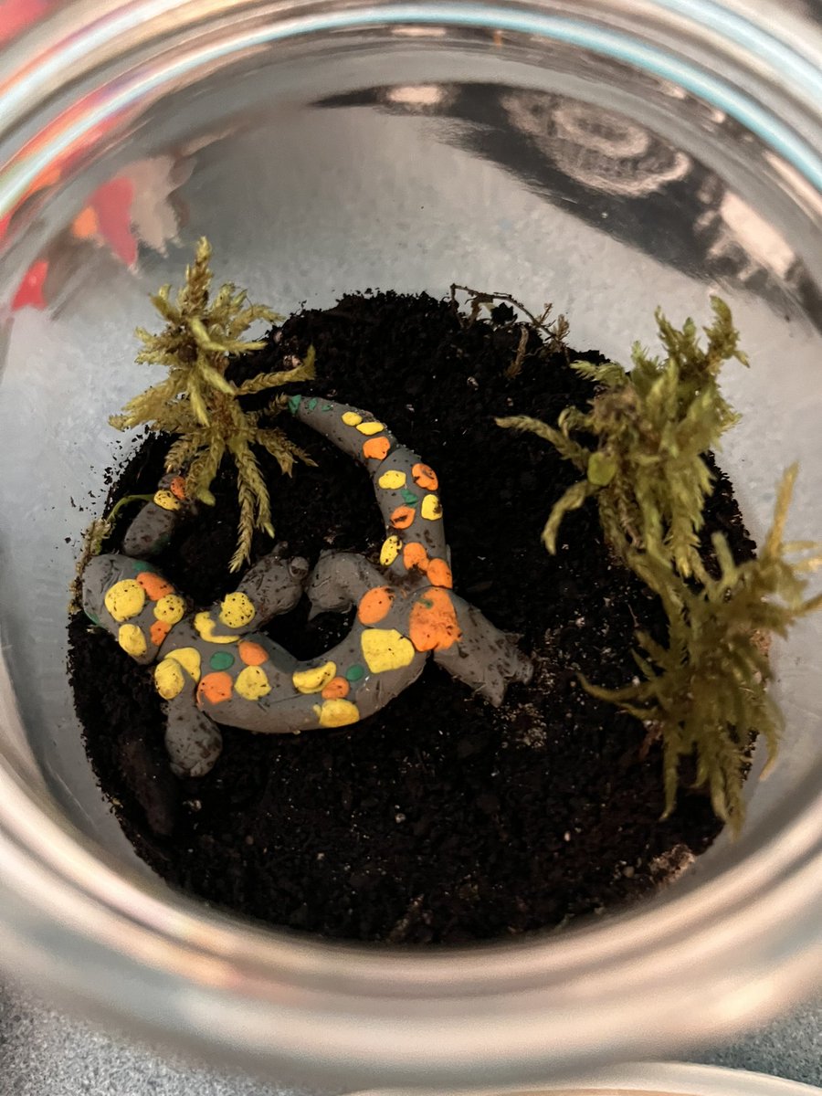 PamleePlee's tweet image. Making science fun @GuthriePublic @SCDSB_Schools My teaching partner Kim had our wonderful grade 2’s make terrariums and hands on life cycle activities! So fun! #lifecycleofafrog #handsonfun