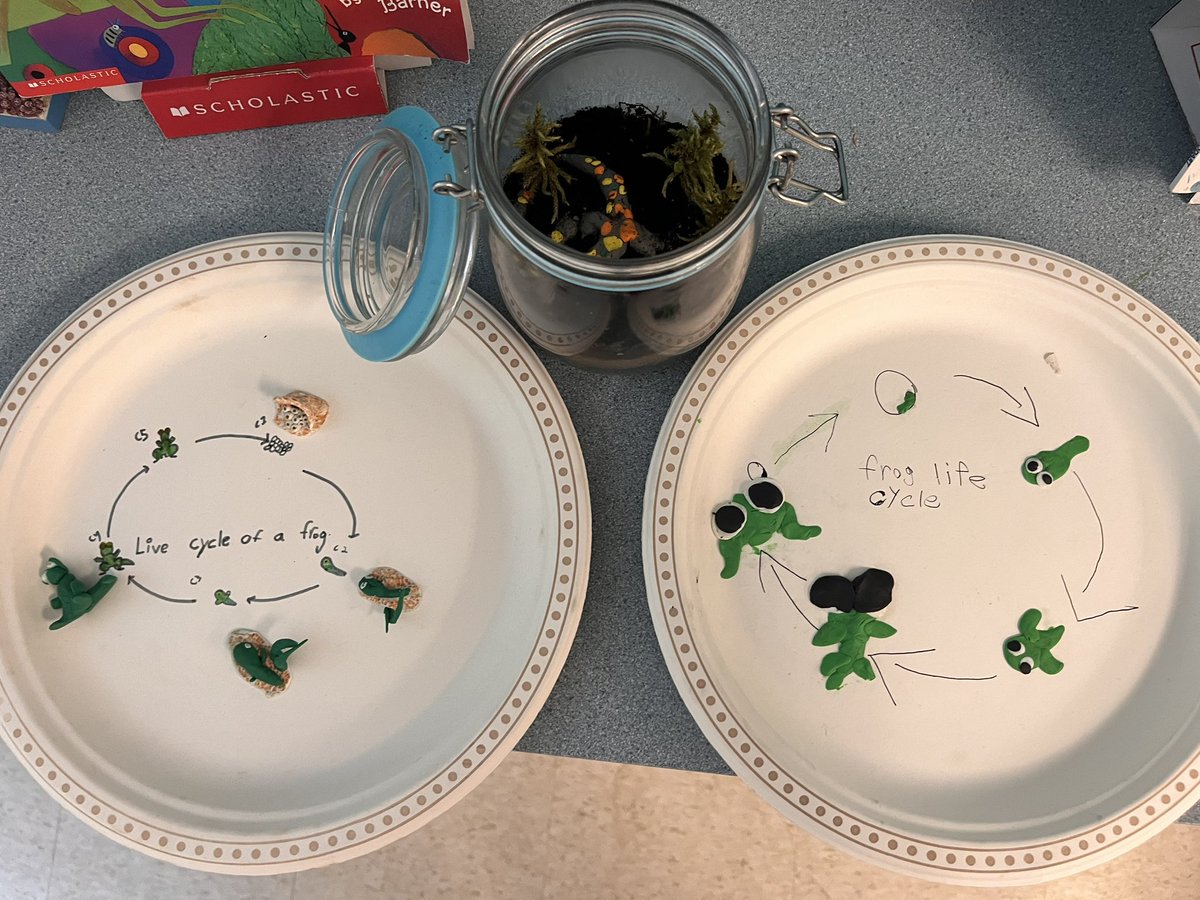 PamleePlee's tweet image. Making science fun @GuthriePublic @SCDSB_Schools My teaching partner Kim had our wonderful grade 2’s make terrariums and hands on life cycle activities! So fun! #lifecycleofafrog #handsonfun