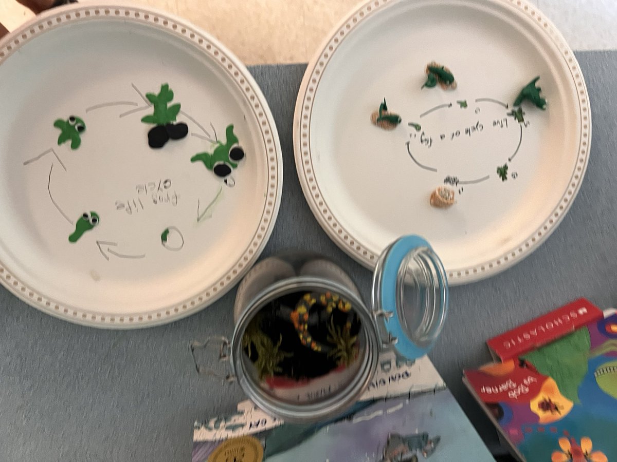 PamleePlee's tweet image. Making science fun @GuthriePublic @SCDSB_Schools My teaching partner Kim had our wonderful grade 2’s make terrariums and hands on life cycle activities! So fun! #lifecycleofafrog #handsonfun