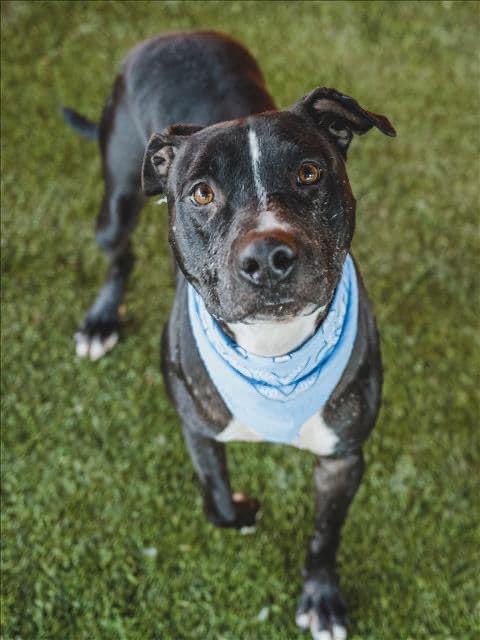 ￼🆘 #ALVIN #A2246980 Underweight,gaining weight,rescue needed ASAP!Participated in playgroups,did well but shutting down 
5 years,33lbs,Male,Black/White, #TerrierMix 
Good boy,been at #MDAS since September. Shy,shut down & scared.
24petconnect.com/DetailsMain/MI…
m.facebook.com/photo.php?fbid…