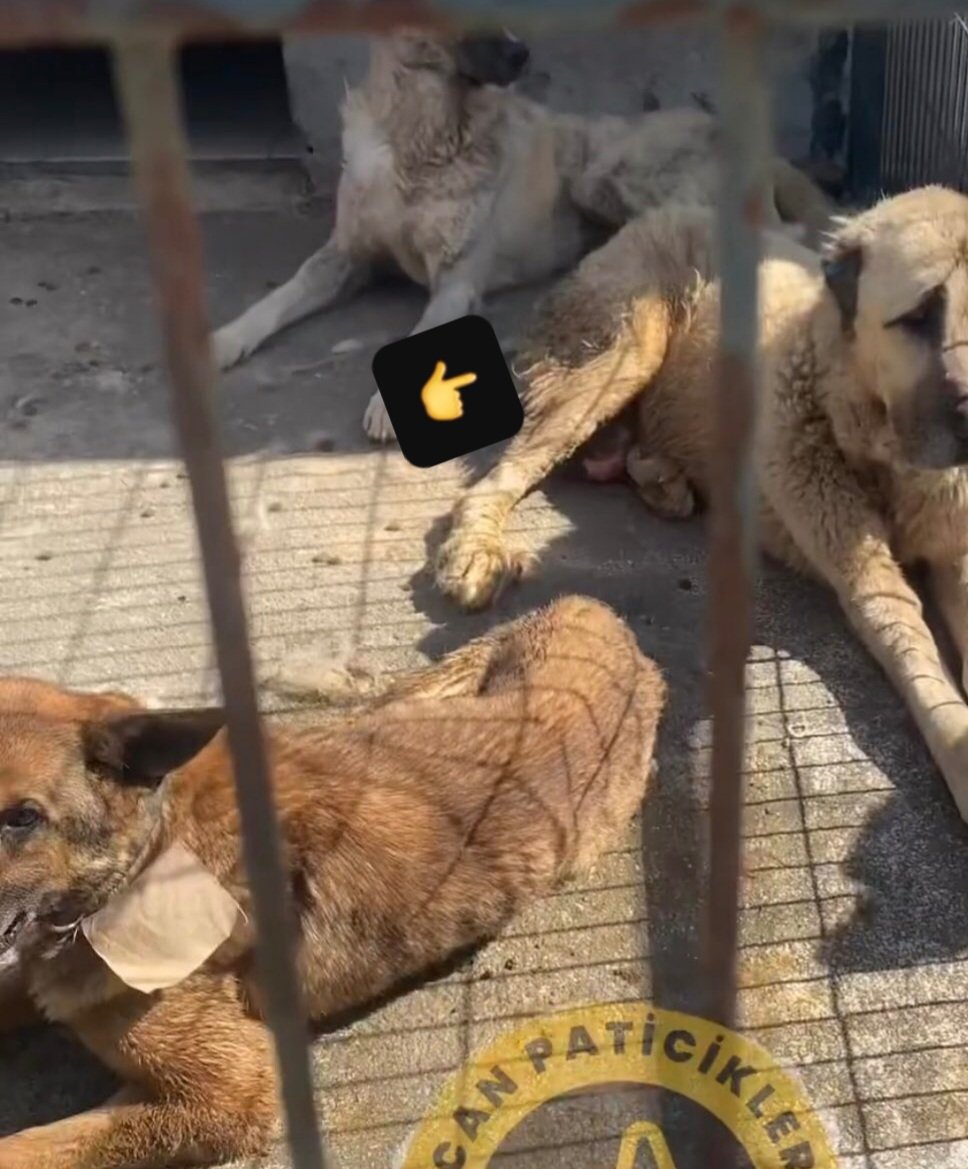 Bu görüntüler çekilmesiydi personelinizi denetleyecek miydiniz bşk <a href="/mansuryavas06/">Mansur Yavaş</a> ?
İhmali olan kişilerin değişmesi çözüm mü? Bu Fiziki koşullarda mi tedaviye devam edeceksiniz ?
Tskr mü bekliyorsunuz bu açıklamanız ile ben tskr etmeyeceğim ! 👇👇