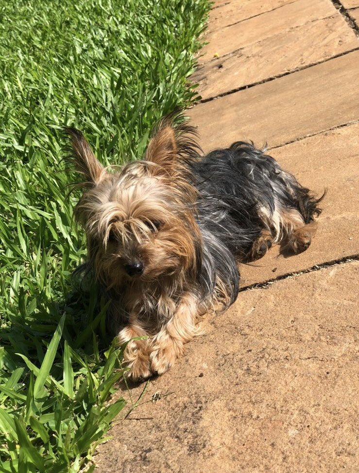 GadeaGina's tweet photo. Por favor COMPARTIR!😭💔 Si le ven a Lupita por alguna parte no duden en escribirme. ZONA SEMINARIO colegio Immaculée Concepcion! 

No muerde, es súper cariñosa y no le gusta estar sola nunca! RECOMPENSA 1.000.000 Gs https://t.co/OsHXO54oV4