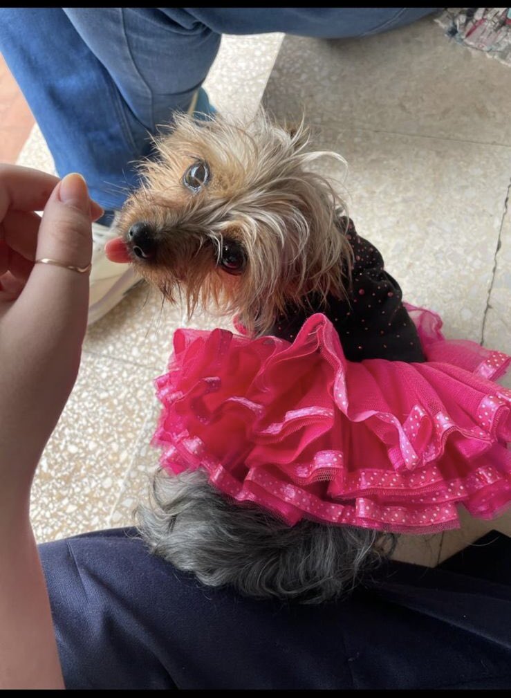 GadeaGina's tweet photo. Por favor COMPARTIR!😭💔 Si le ven a Lupita por alguna parte no duden en escribirme. ZONA SEMINARIO colegio Immaculée Concepcion! 

No muerde, es súper cariñosa y no le gusta estar sola nunca! RECOMPENSA 1.000.000 Gs https://t.co/OsHXO54oV4