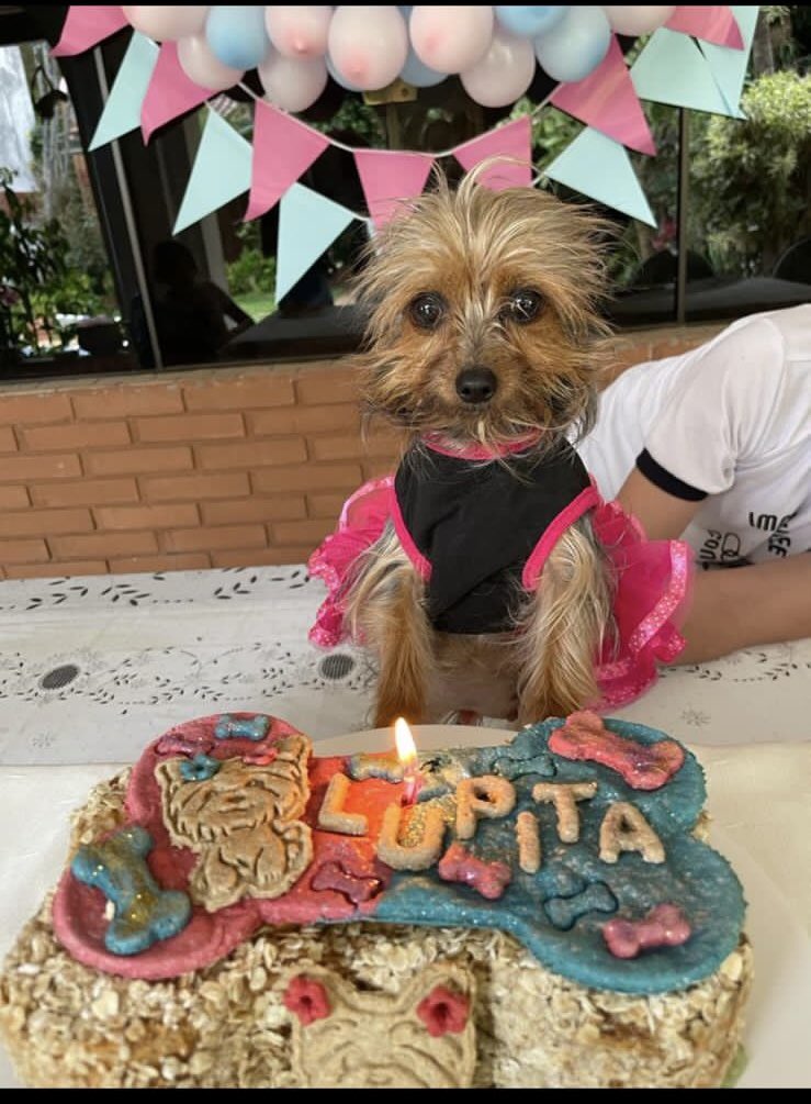 GadeaGina's tweet photo. Por favor COMPARTIR!😭💔 Si le ven a Lupita por alguna parte no duden en escribirme. ZONA SEMINARIO colegio Immaculée Concepcion! 

No muerde, es súper cariñosa y no le gusta estar sola nunca! RECOMPENSA 1.000.000 Gs https://t.co/OsHXO54oV4