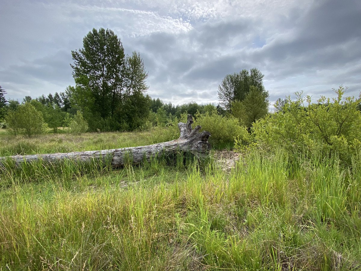 pariniconnects's tweet photo. @clackamascounty joins @SOLVEinOregon to protect watershed health. The #wildflowers respond with glorious blooms of gratitude! #cleanwater #watershedhealth #urbanwild 🩵 https://t.co/kpObJoOwD4