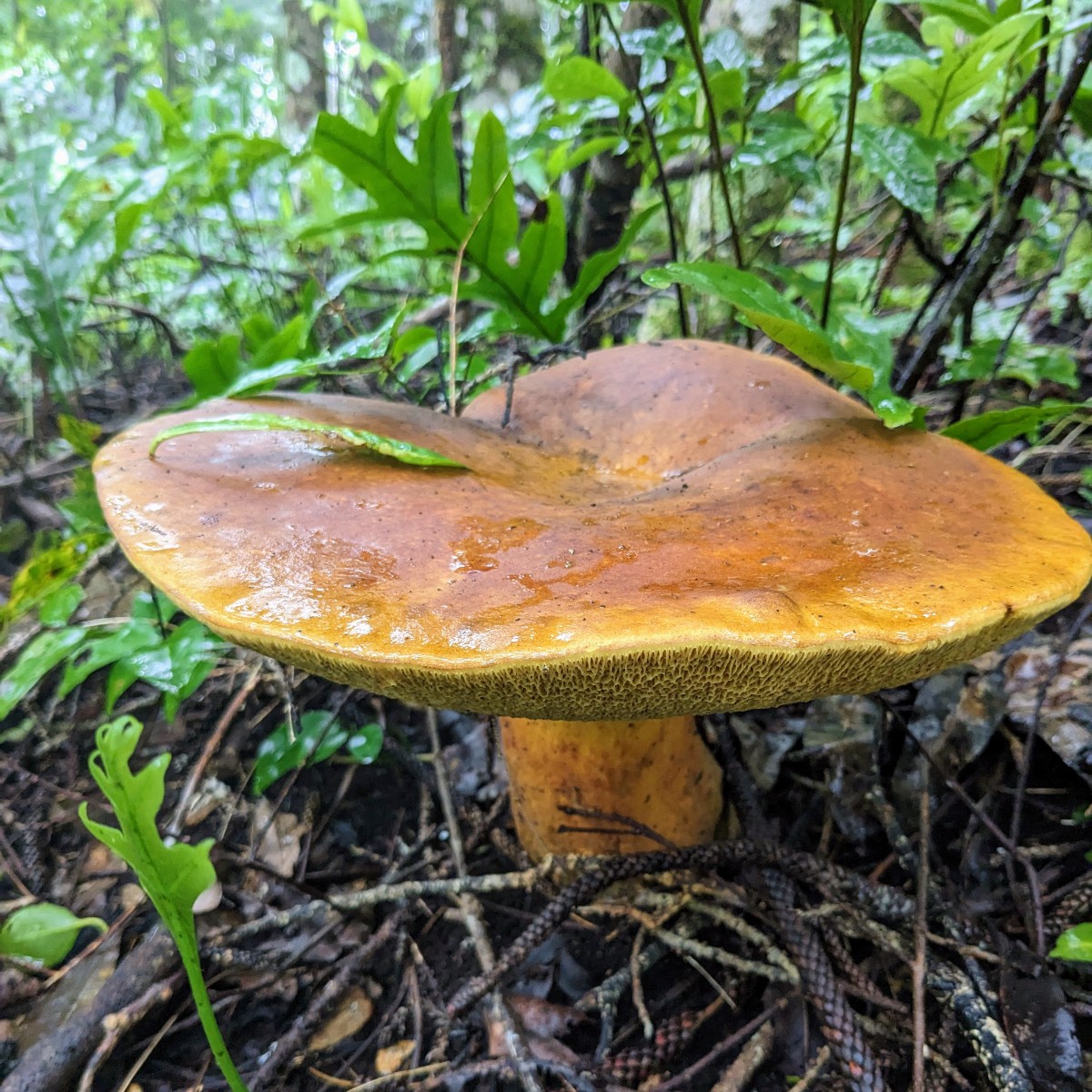 Happy Fungi Friday Norfolk Island National Park and Botanic Garden 🍄 Spotted by one of our rangers, this fungi is called a Boletus, but locally it is known as 'Poor mans bread'. ⚠️ Please look and don't touch, foraging for fungi is not allowed in the national park.