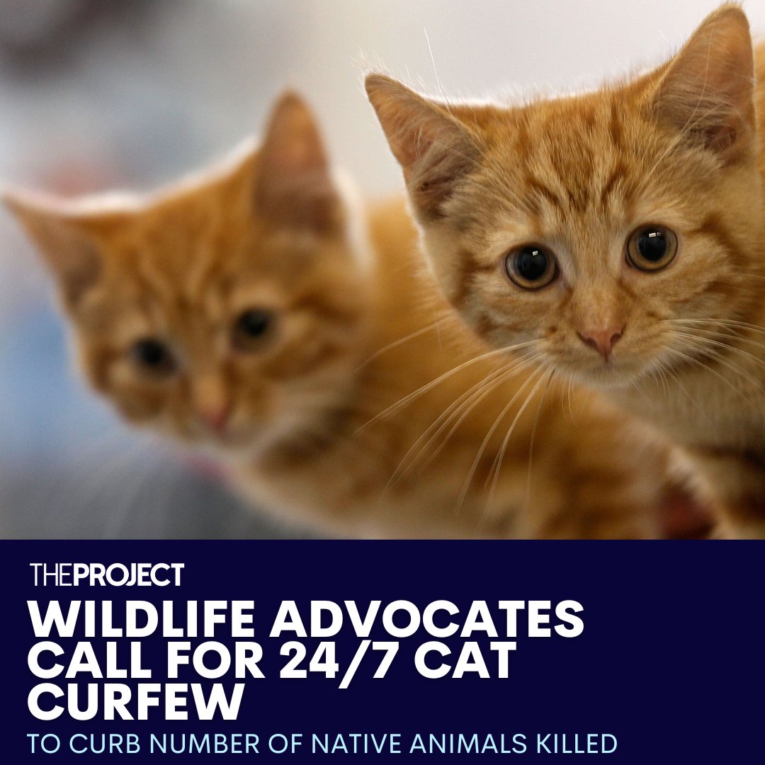 The Project on Twitter "More than 300 million native animals are