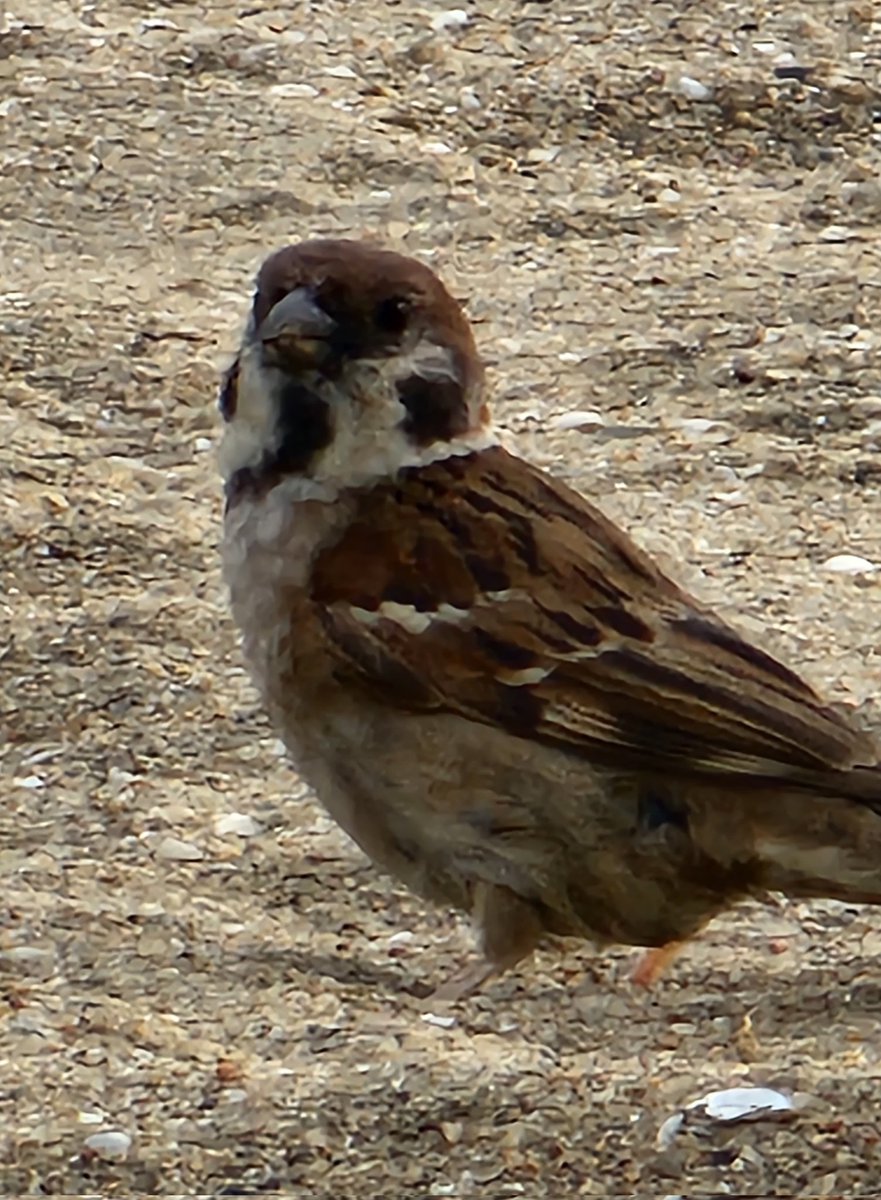 bimalguptabob's tweet photo. "The most adorable house birds we have ever seen growing up are sparrows. Let's keep them around by saving them." https://t.co/515vaygZSD