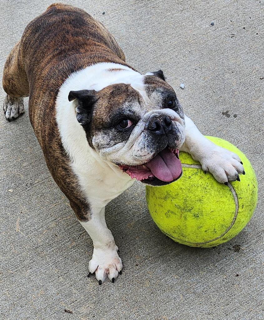 Freya is just a happy Bulldog with her ball
amzn.to/43cNsKc
#dogs #ad #pets #adogslife #cutedogs #dogsoftwitter #iloveanimals #petlife #petsoftwitter #cute  #petlovers #dog #DogsOnTwitter #dogtwitter #dogoftheday #pet #petsontwitter #adorable #cute #cuteanimals