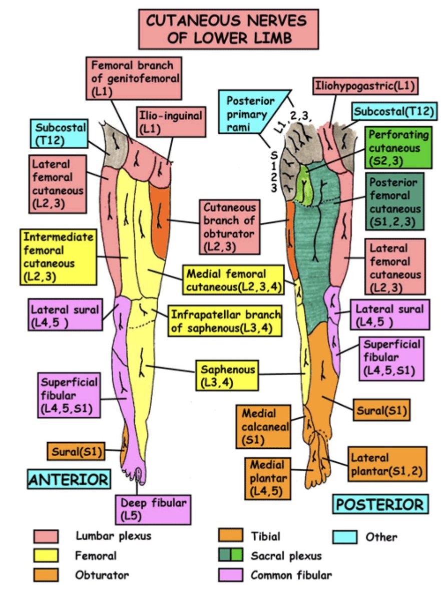 OGdukeneurosurg's tweet photo. Nerves of the leg https://t.co/eaBX1eNlgd