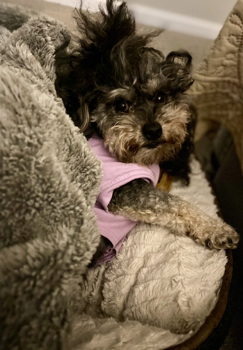 HopeandTrinity's tweet photo. Good Night my friends ๐๐๐พ#HopeandTrinity #dogsoftwitter #dogs #poodles #read #literacy #childrensbook #fyp #fypage #goodnight #SweetDreams https://t.co/xKoWYRycOv