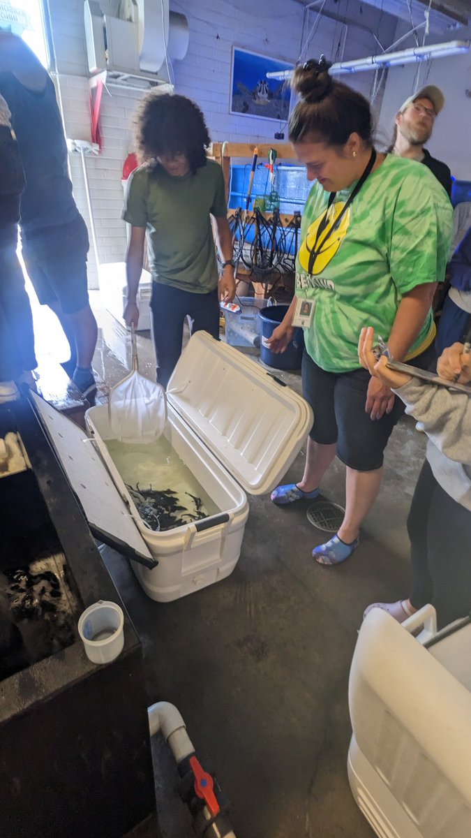 hubbsmikes's tweet photo. In honor of #UNWorldOceansDay2023 the students @EdisonChargers participated by releasing cultured white seabass grown in their classroom tank into the ocean as part of the Seabass in the Classroom program @HubbsResearch this week.
@cascience @LearnAboutAg @AFS_FishCulture @SDGE https://t.co/t5pak7KGcG