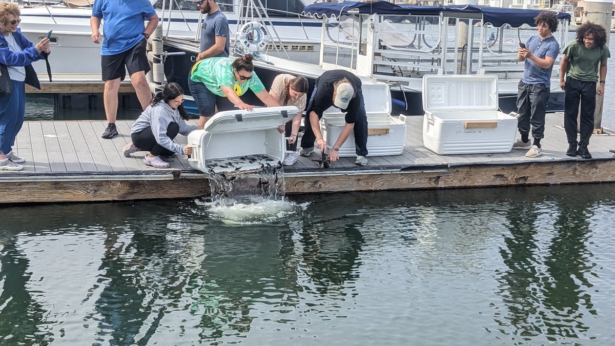 hubbsmikes's tweet photo. In honor of #UNWorldOceansDay2023 the students @EdisonChargers participated by releasing cultured white seabass grown in their classroom tank into the ocean as part of the Seabass in the Classroom program @HubbsResearch this week.
@cascience @LearnAboutAg @AFS_FishCulture @SDGE https://t.co/t5pak7KGcG