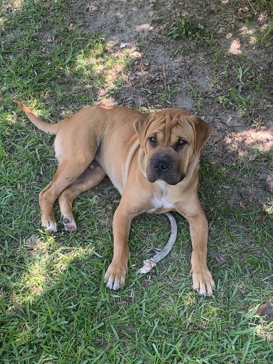thejoshblack94's tweet photo. Just a pup with his deer horn #sharpit #SharPei #Pitbull #mixedbreed https://t.co/YI54kfJP98