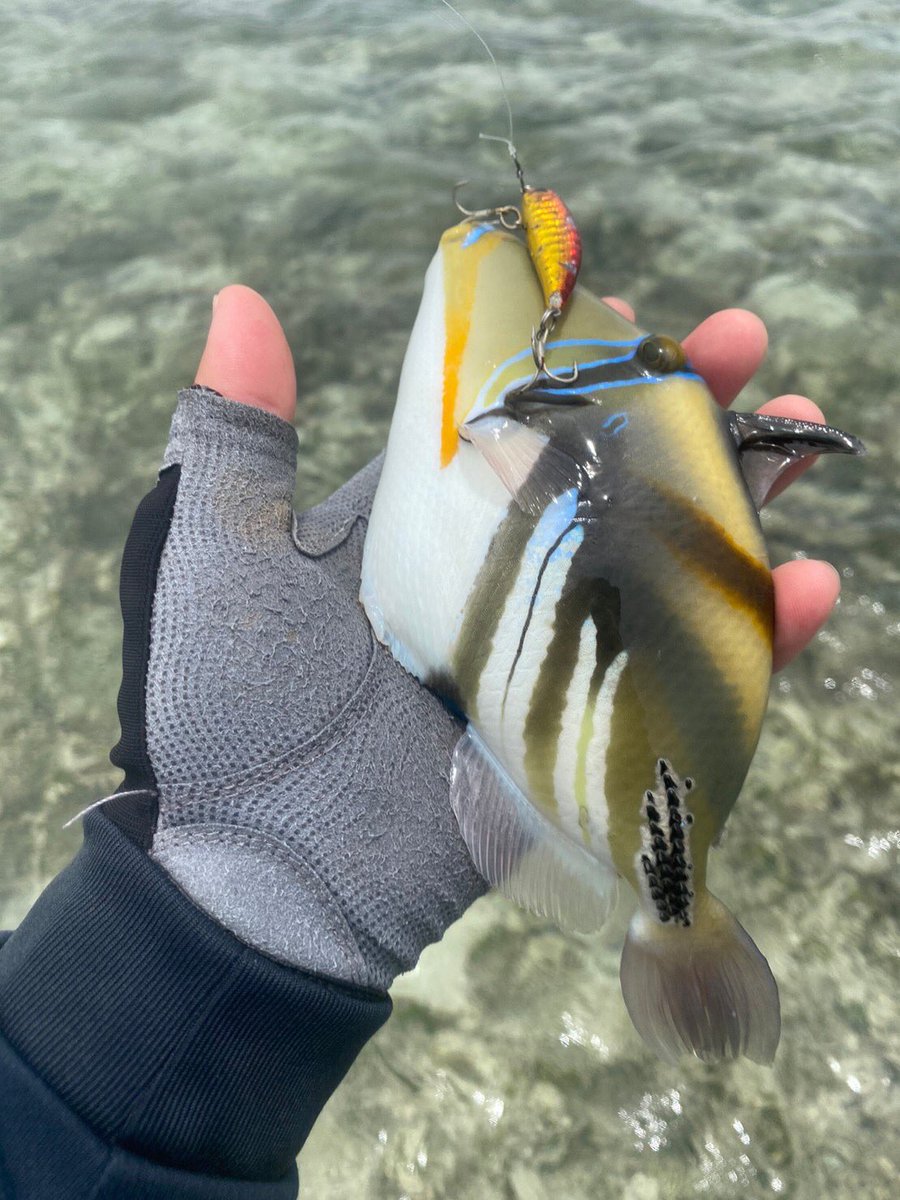 palms_global's tweet photo. Light Game Fishing with Lipless Degree in Japan 🇯🇵
Lure: Lipless Degree
#palms #palmsfishing #lightgame #lightgamefishing #bitarts #flatfish #japanfishing #fishingjapan @palms_japan @palms_global https://t.co/3npgT7H6L6
