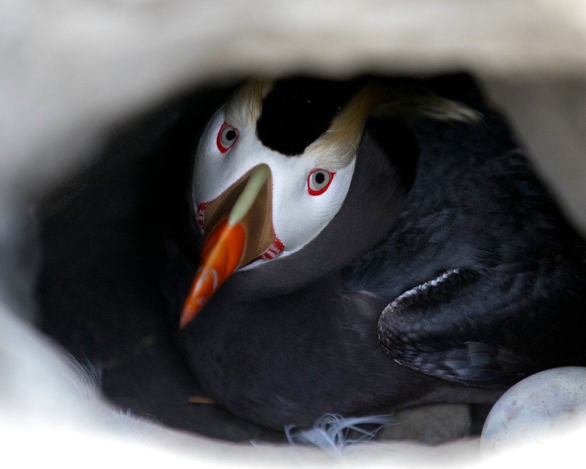 I'm just a puffin, standing in my nest, asking you to love your oceans ❤️🌊

More about tufted puffins and the sea: ow.ly/MOnc50OJFS9
Happy World Ocean Day!