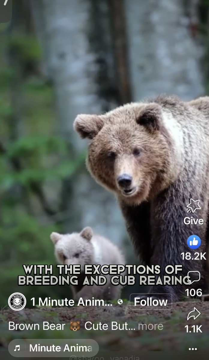 YNHallak's tweet photo. #BrownBears #Bears 🐻 #LesOurs #Ours
https://t.co/Vq9spD6WJZ https://t.co/Sr3ObM7Nnh