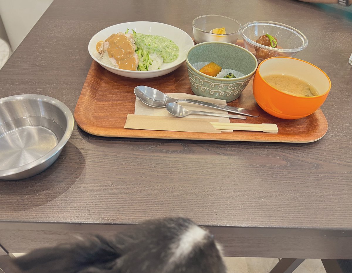 __TAKOo__nmws's tweet photo. 素敵なドッグカフェを見つけてしまった☺️
ご飯も美味しいしスタッフさんも優しくて
愛犬もワンコメニューのシカ肉に大満足でした✨
#チワワ 
#ブンチン
#ドッグカフェ
#mattari https://t.co/BwGZP4ID41