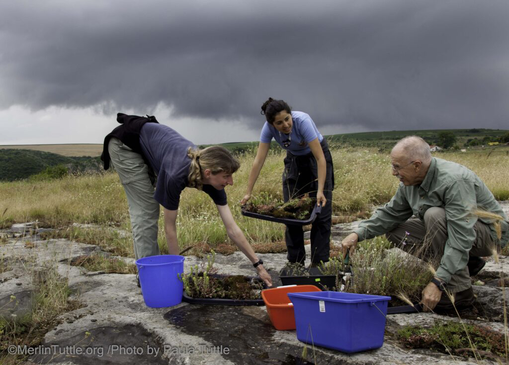 Merlin Tuttle’s Bat Conservation tweet media