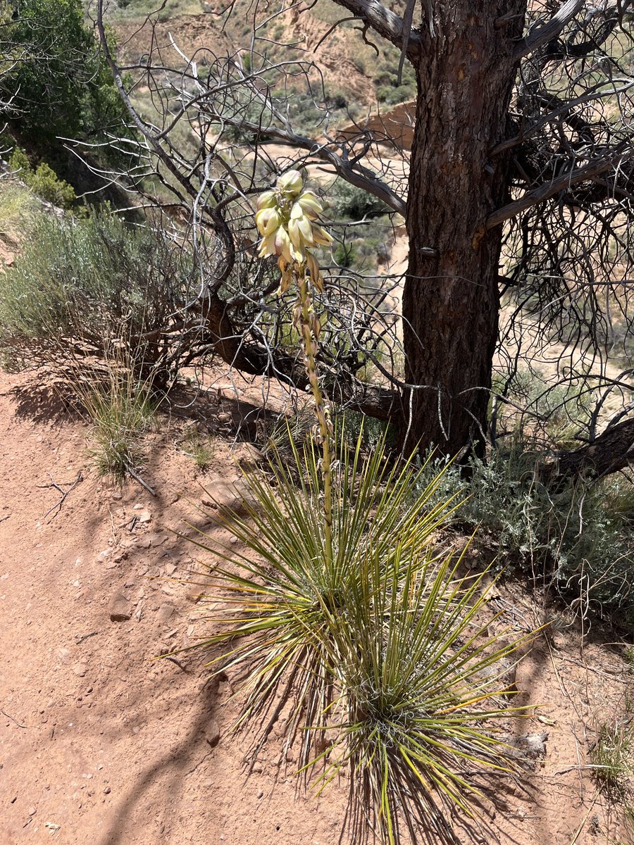 Hiked in the desert and found lots of blossoms! Hope everyone made memories today, too!