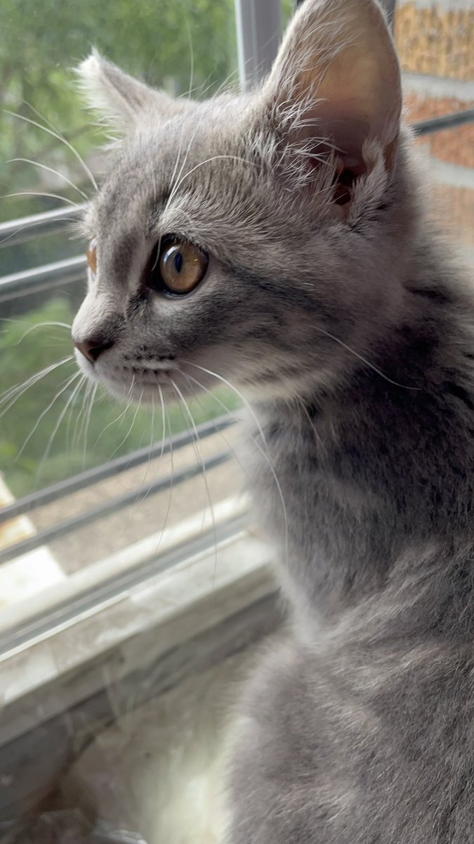 bx_sassy's tweet photo. @PetsPlusUsIns Love my pet unconditionally! After losing an old family pet cat I am beyond protective of our sweet baby girl “Minzi.” Nothing but hugs and kisses… #PetsPlusUsIns https://t.co/VOn8gZQ3xm