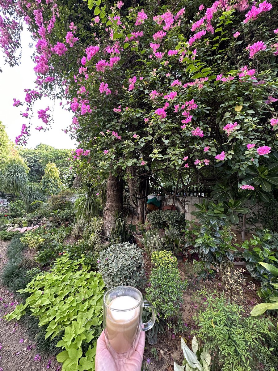 Good morning from my “yikes, how can it be 31C already? It’s only 7am” Delhi garden.

Coffee helps.

#coffee #delhi #india #summer #coffeeinindia