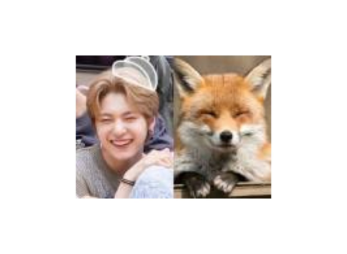 instiz post [230609]: which one is matthew???
- there's two foxes...🦊🦊