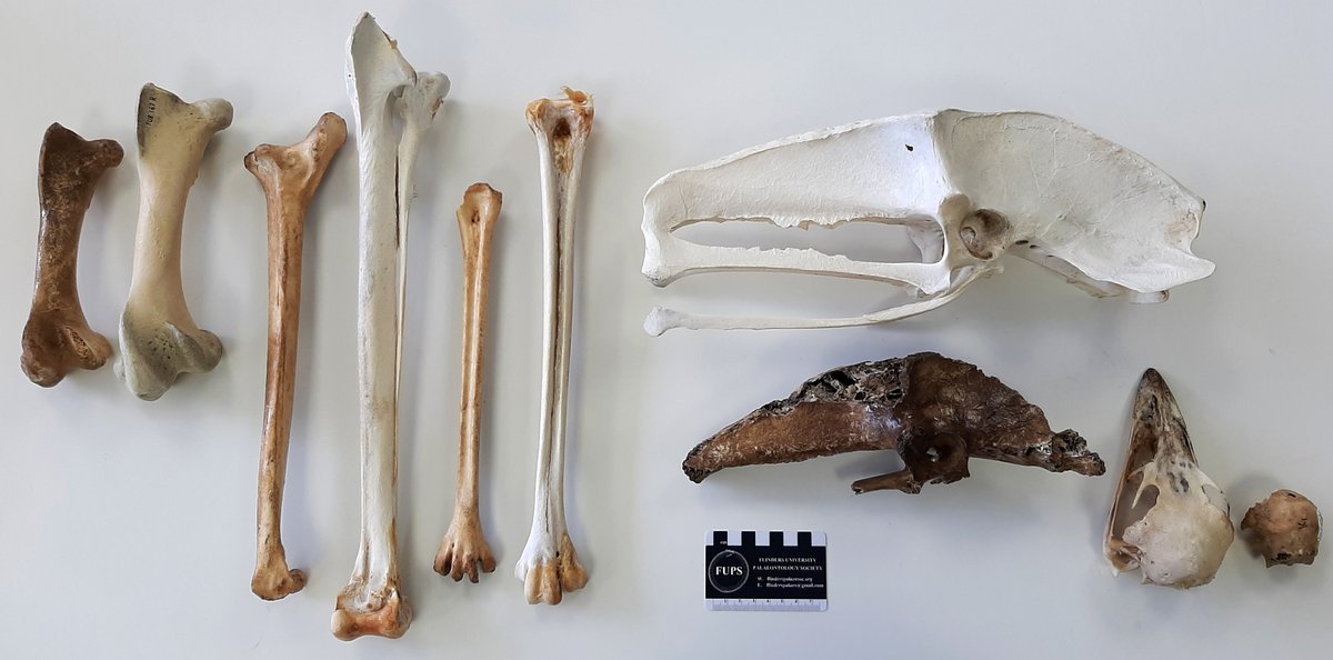 For #FossilFriday some #fossils of the adorable, but sadly extinct #kangarooisland dwarf #emu (𝘋𝘳𝘰𝘮𝘢𝘪𝘶𝘴 𝘯𝘰𝘷𝘢𝘦𝘩𝘰𝘭𝘭𝘢𝘯𝘥𝘪𝘢𝘦 𝘣𝘢𝘶𝘥𝘪𝘯𝘪𝘢𝘯𝘶𝘴) next to bones of the living mainland emu (𝘋. 𝘯𝘰𝘷𝘢𝘦𝘩𝘰𝘭𝘭𝘢𝘯𝘥𝘪𝘢𝘦).

#bird #ornithology #palaeontology