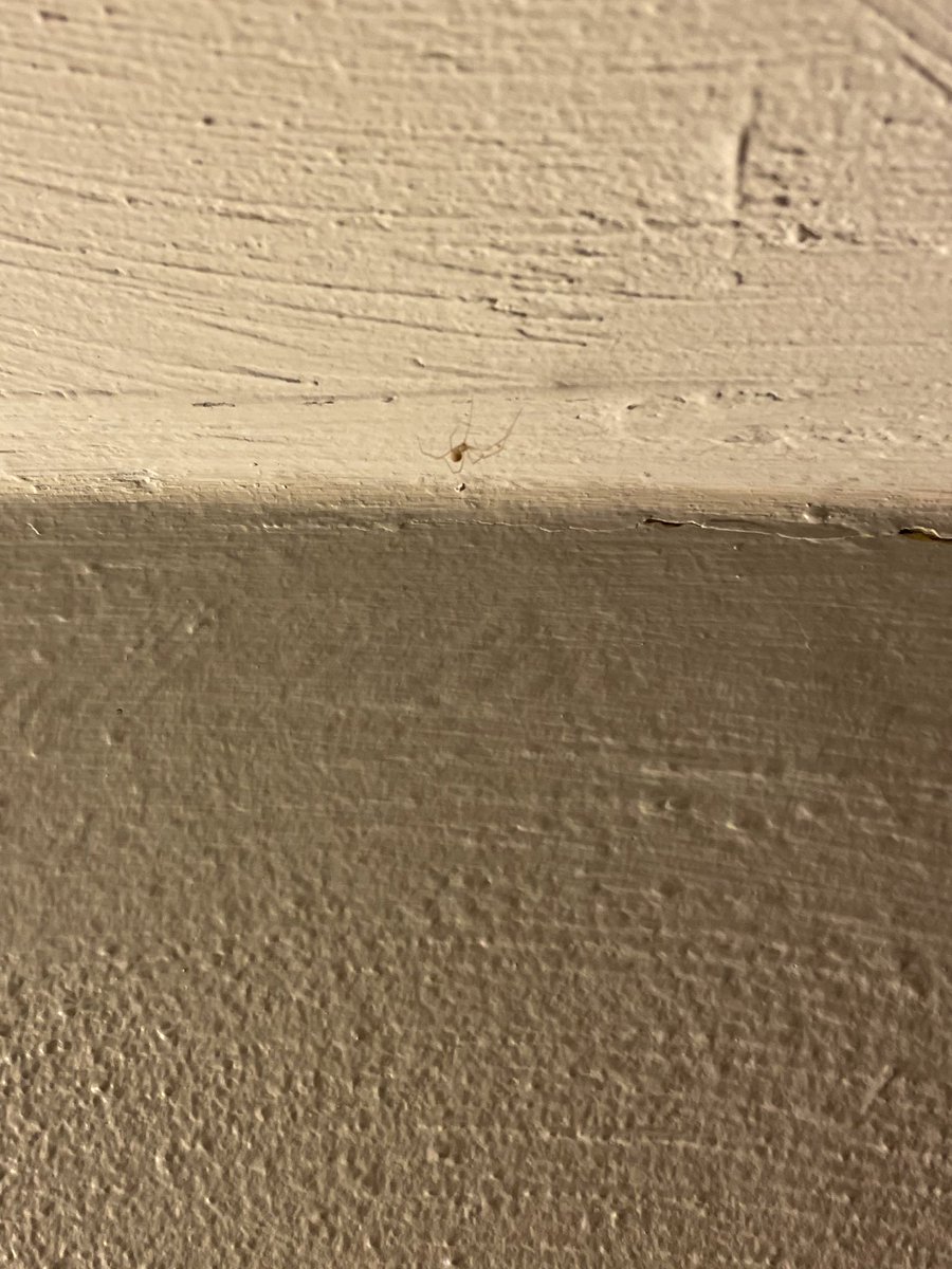 EmGravee's tweet photo. it’s right above my pillow and it hasn’t moved and i don’t have a cup and now it’s in the corner and it’s so little i’m not sure i could get it outside and i’m https://t.co/9H4b7wIsFd