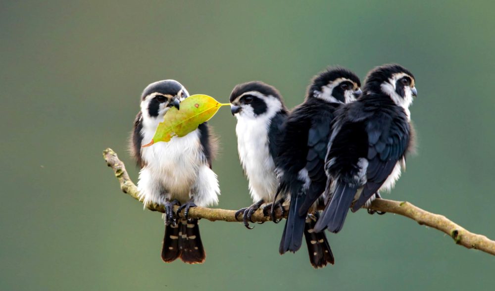 @maru_illo Kestrels are beyond adorable, but I've recently discovered the existence of the pied falconet in Asia.  These little guys are like, 7 inches tall.  So ridiculously tiny and cute...and still birds of prey!