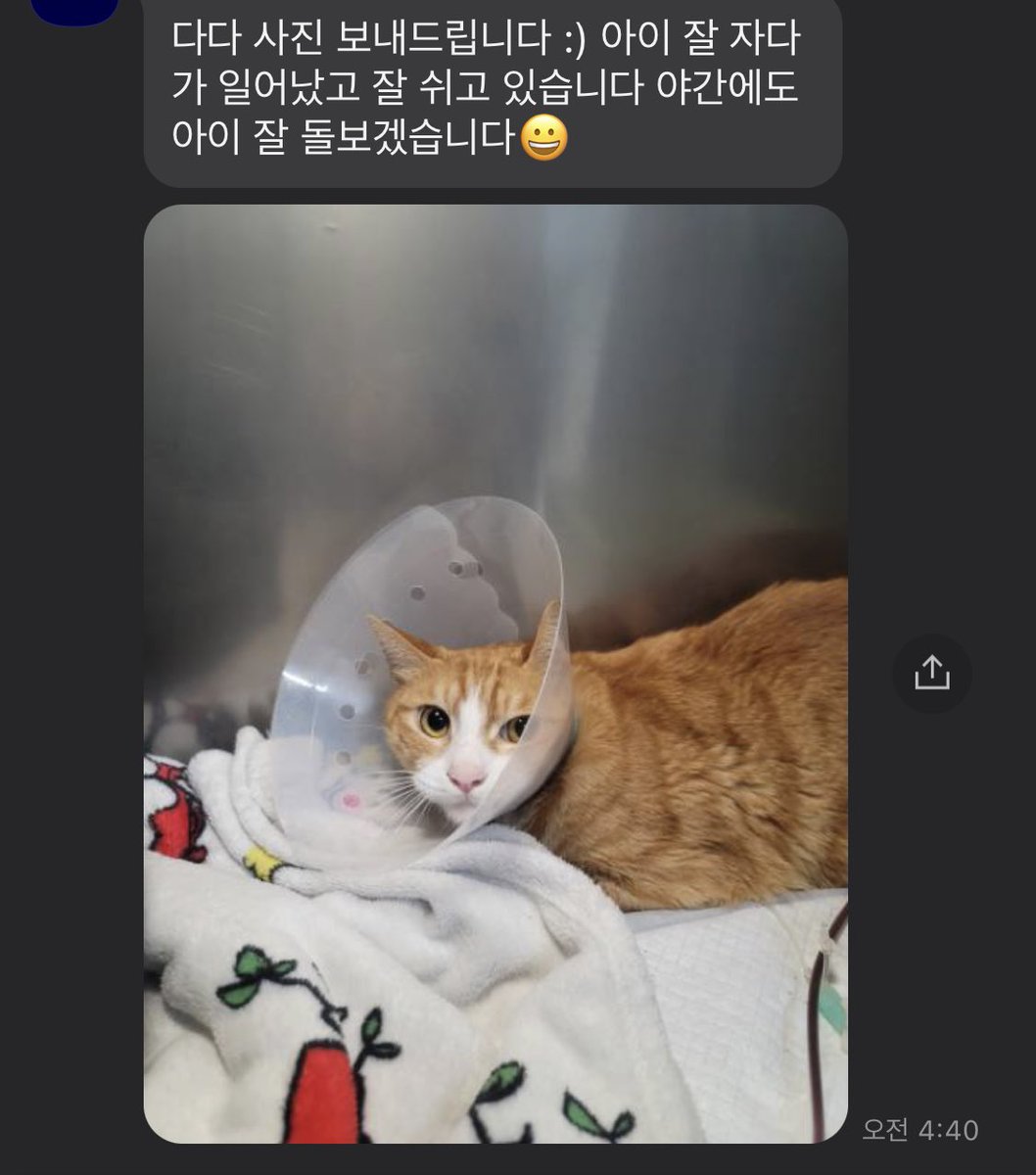 다다 신장 수치 정상으로 돌아왔대요 ㅜㅜㅜㅜㅜㅜㅜㅜ 감격스럽다 ㅜㅠㅜㅜㅜ