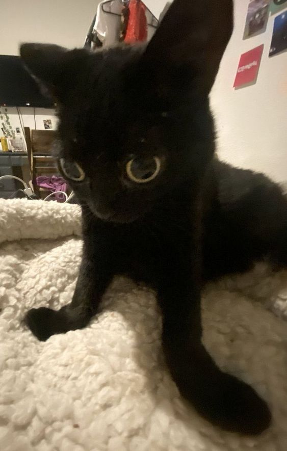 Promised_D3ath's tweet photo. El gato de thanatos observando a su dueño terminar enterrado vivo o encadenado por 5ta vez en la semana. https://t.co/clzNI4LcVb