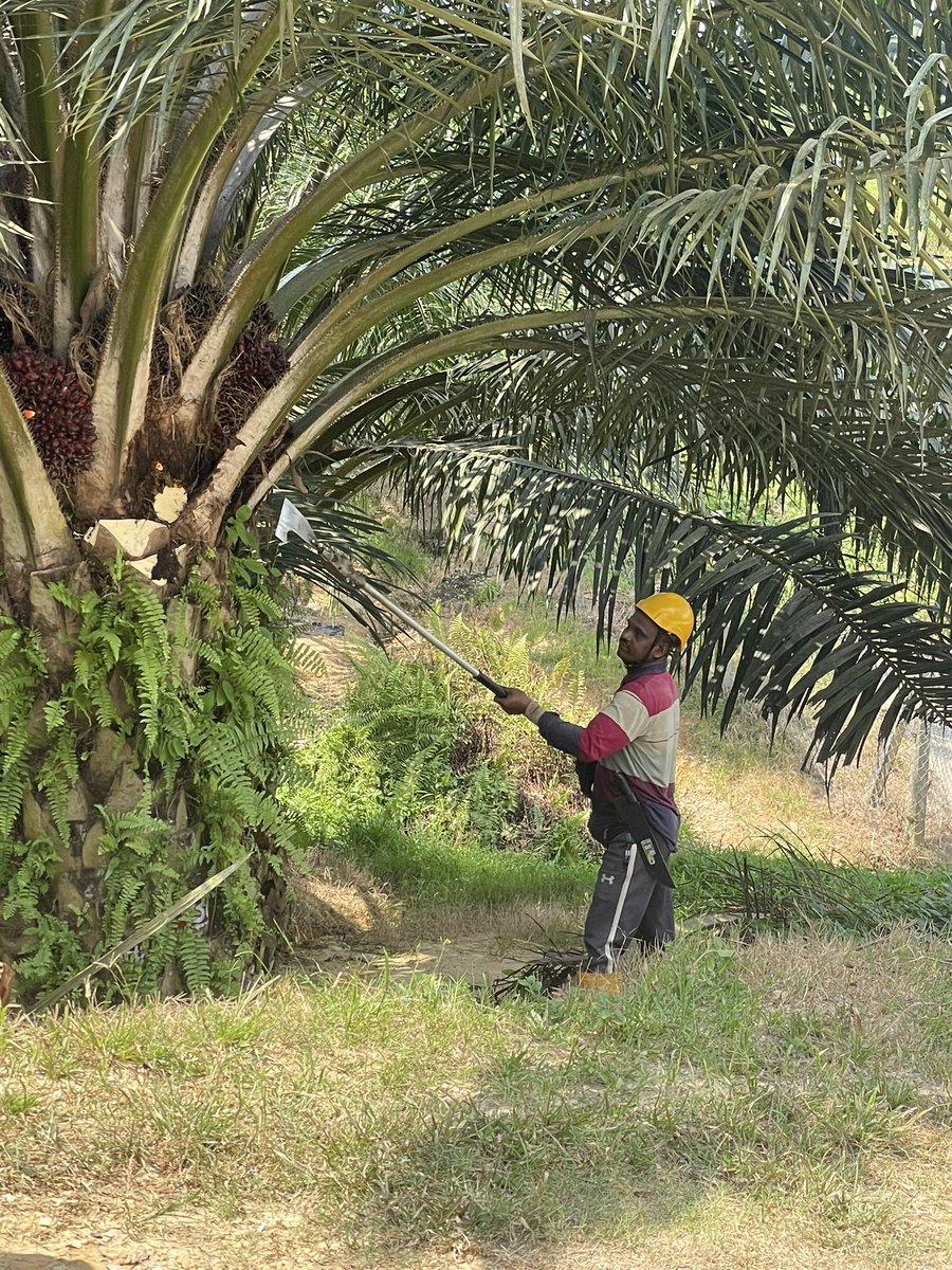 Harvesting on a different scale than I’m use too!  3 times per month, 15kg per bunch, 3-4 bunches per tree, 126 trees per hectare!  21 tons of oil per hectare All manual….😰