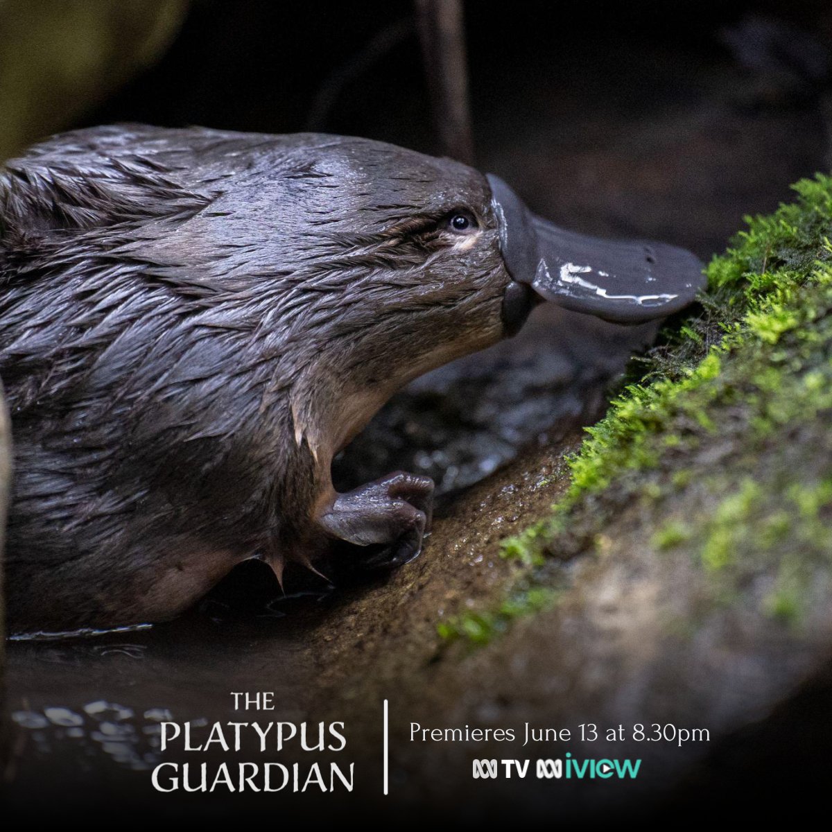 It's been a joy and an honour to be involved with this beautiful film for the past year.  It's the kind of doco that will both uplift & inspire people to care for our creatures and the waterways so critical for their survival. #documentary #platypus @WildBearEnt #abctv